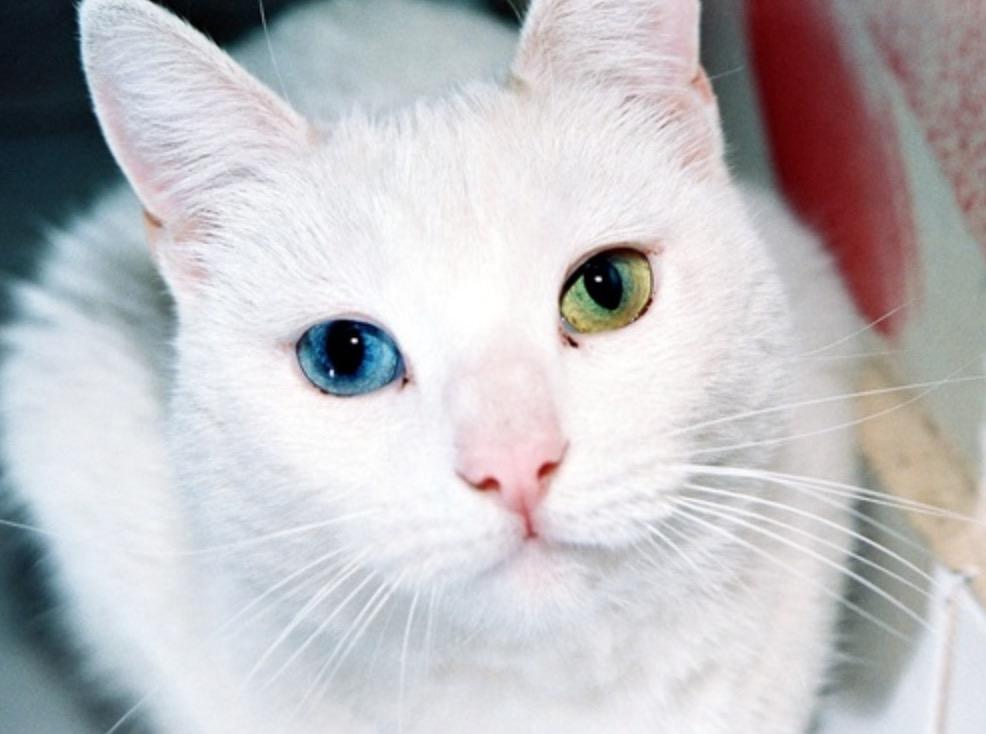 Hello! We hope you're feline fabulous today!