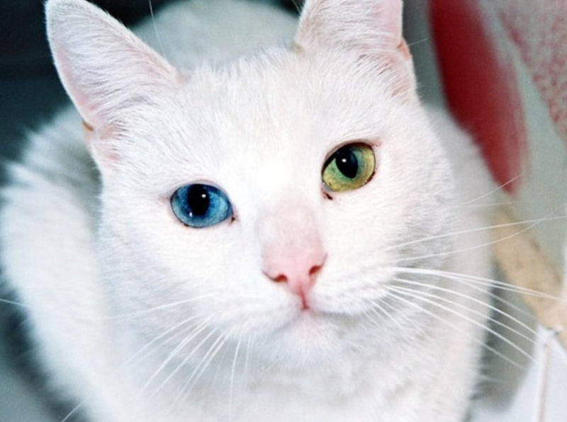 Hello! We hope you're feline fabulous today!