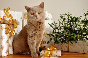 What do you look for when buying gifts for cat lovers?